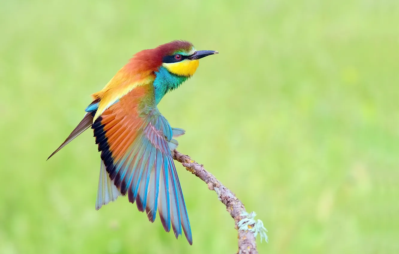 Photo wallpaper background, bird, branch, wing, Golden bee-eater