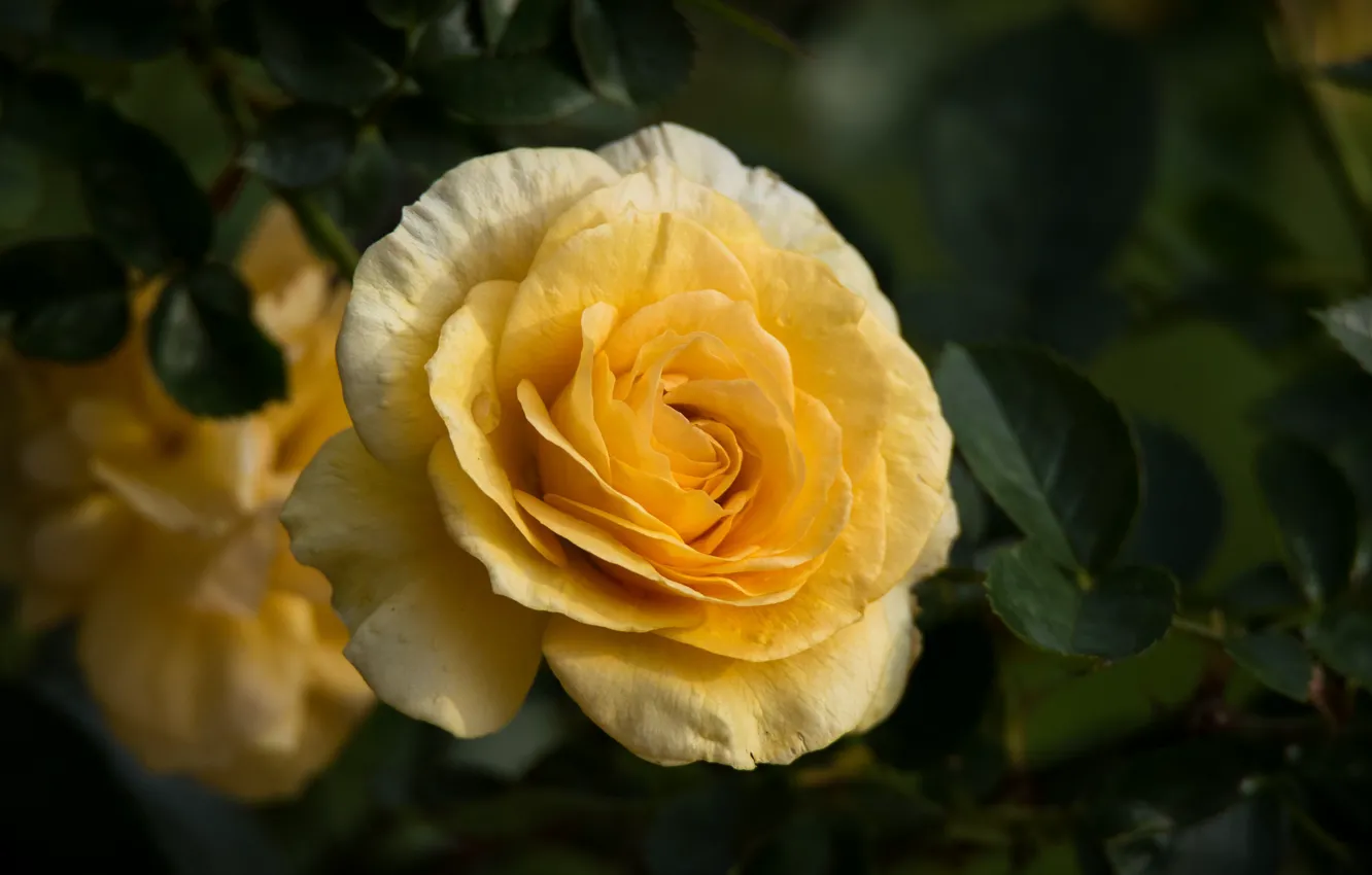 Photo wallpaper yellow, roses, petals