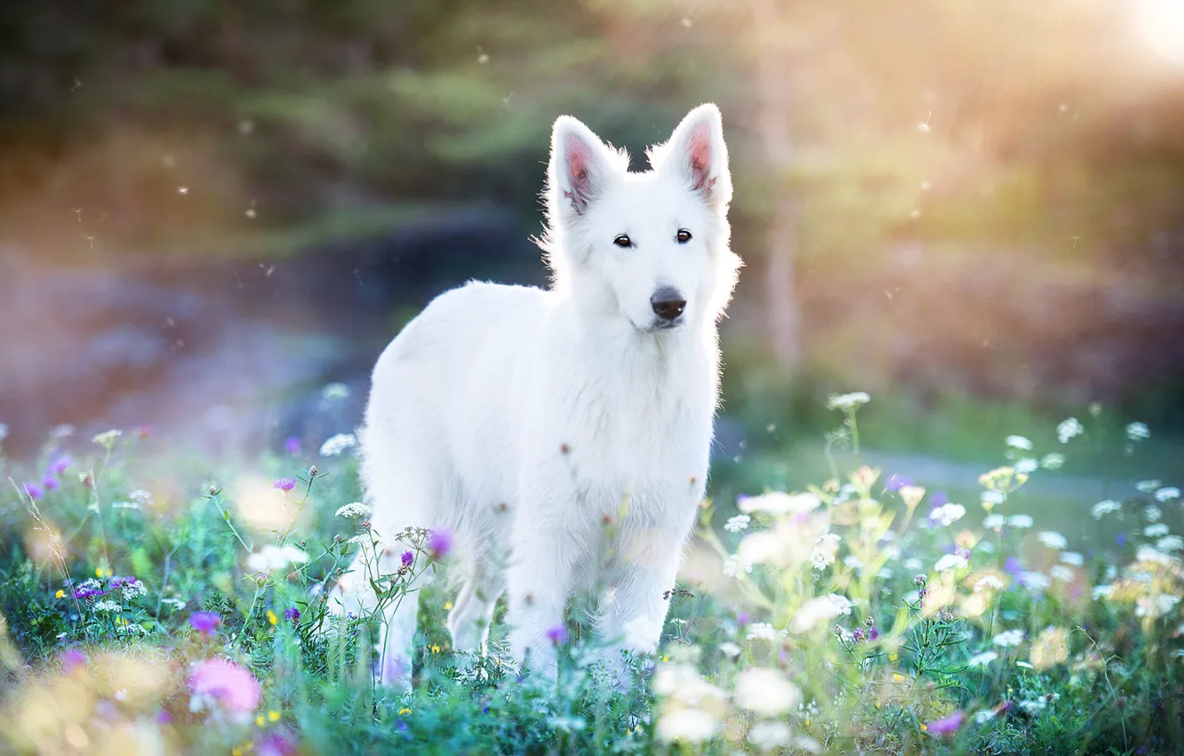 Photo wallpaper summer, rays, light, flowers, nature, dog, meadow, white