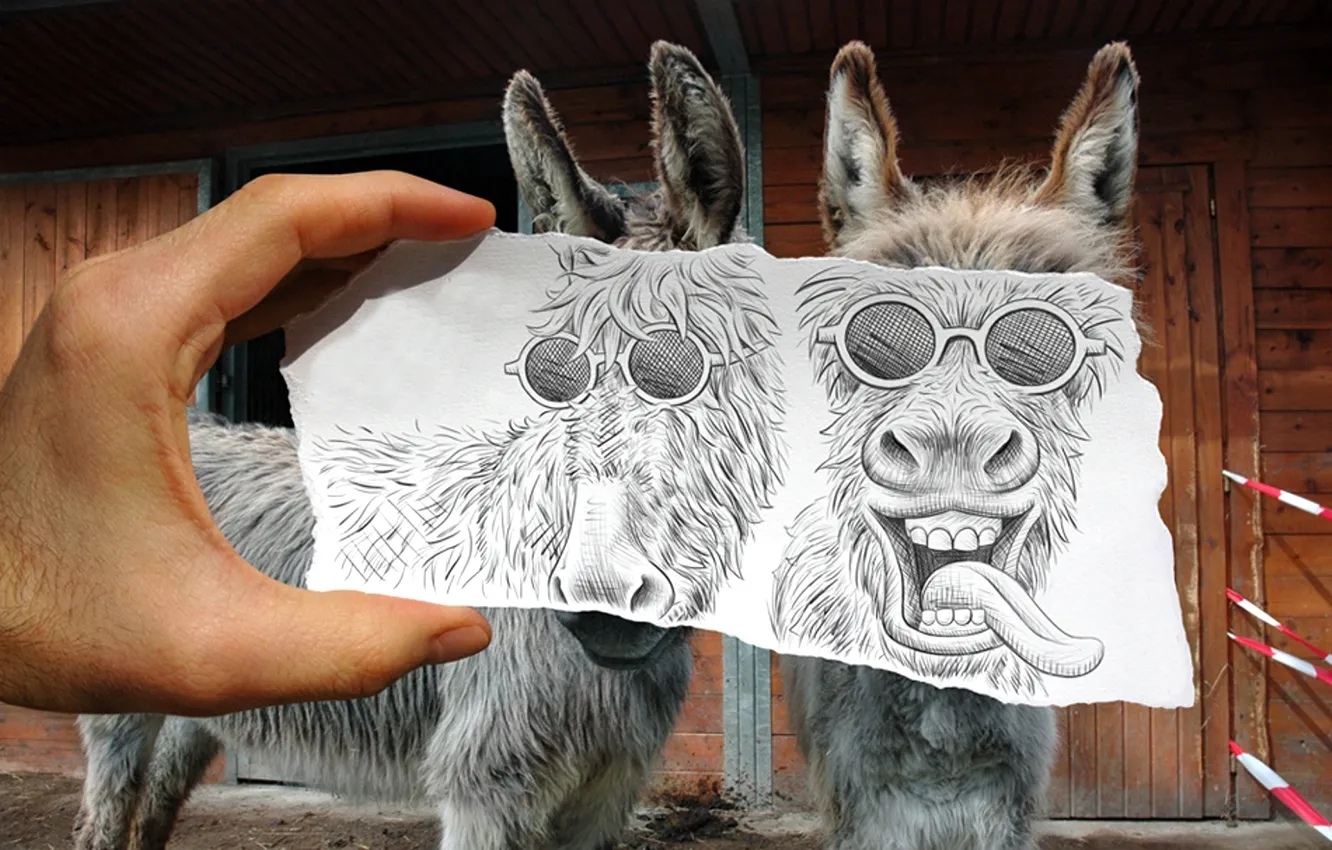 Photo wallpaper pair, the combination, donkeys