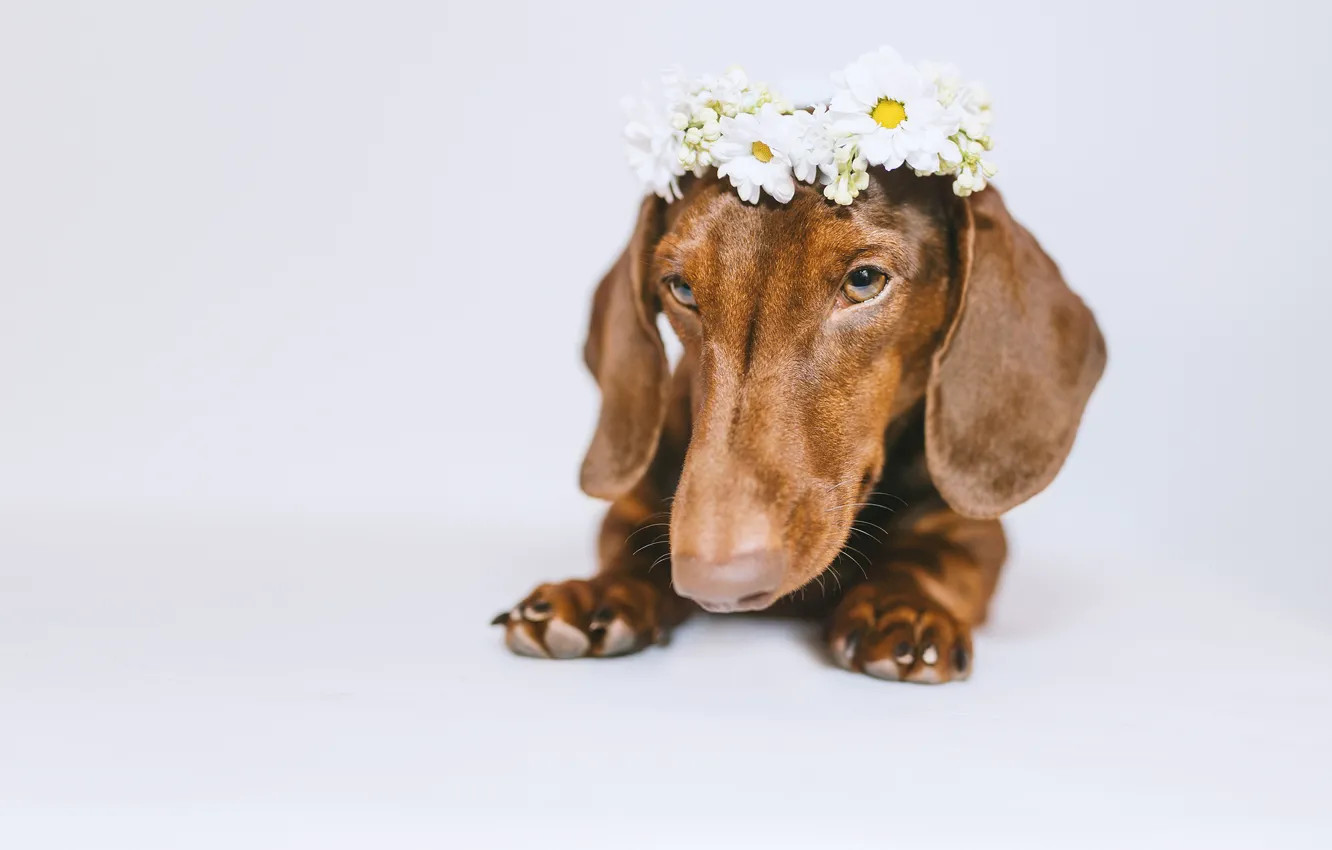Photo wallpaper face, flowers, dog, white background, Dachshund, wreath