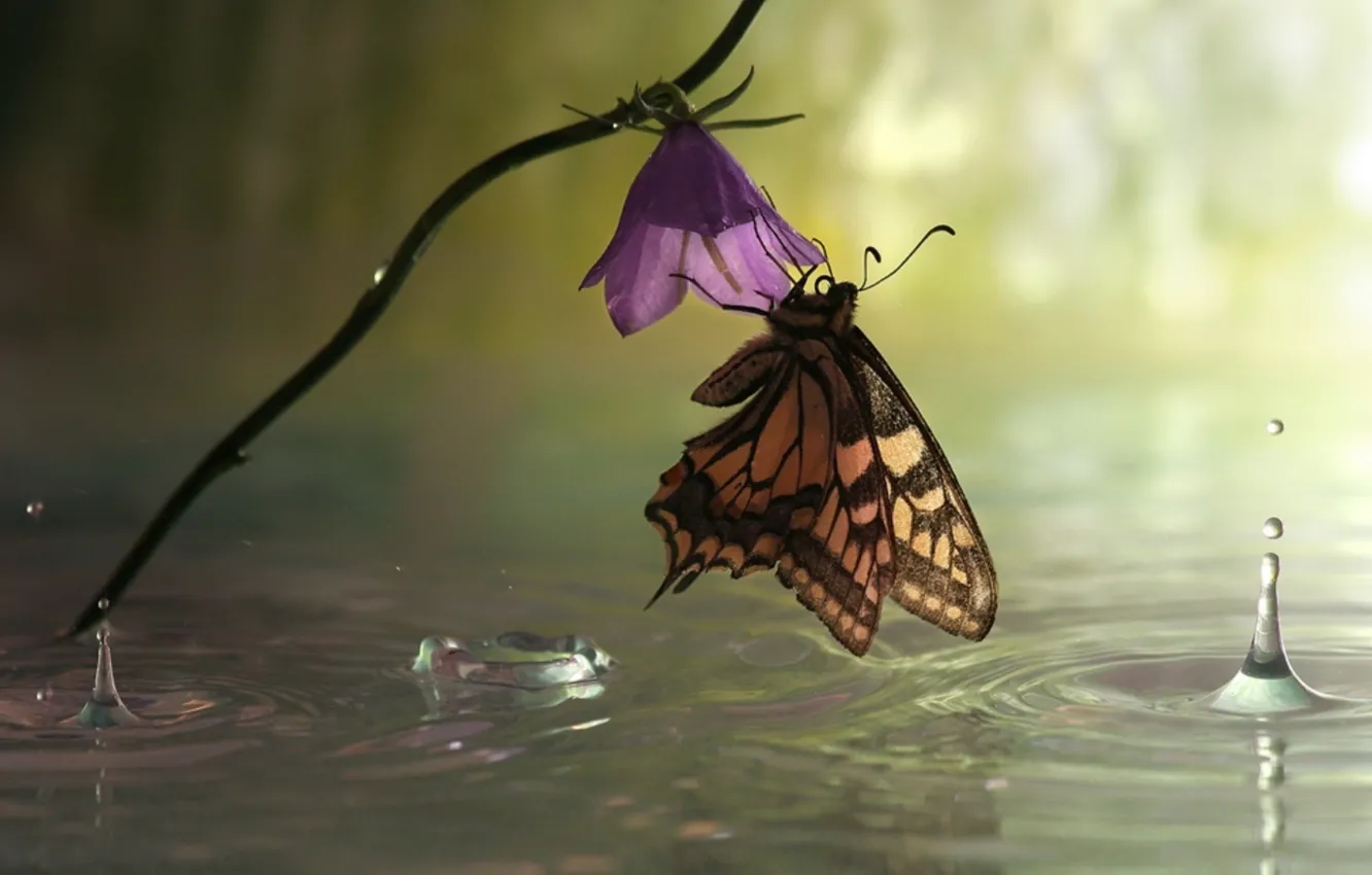 Photo wallpaper water, drops, surface, flowers, squirt, butterfly, wings, insect