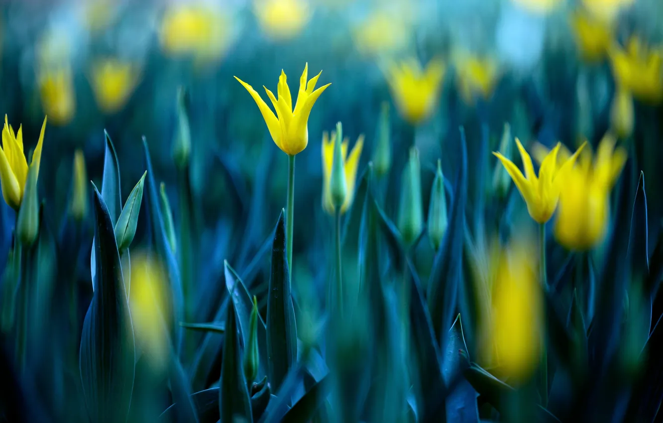 Photo wallpaper flowers, yellow, tulips, a lot