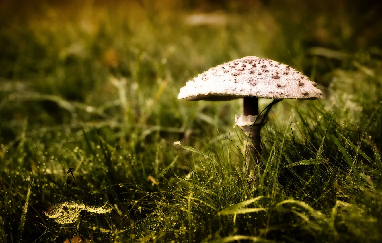 Photo wallpaper nature, background, mushrooms