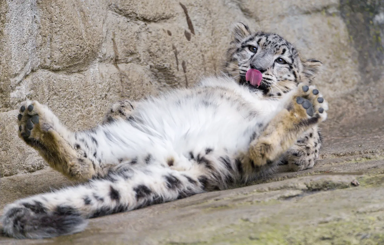 Photo wallpaper language, cat, stay, paws, IRBIS, snow leopard, ©Tambako The Jaguar