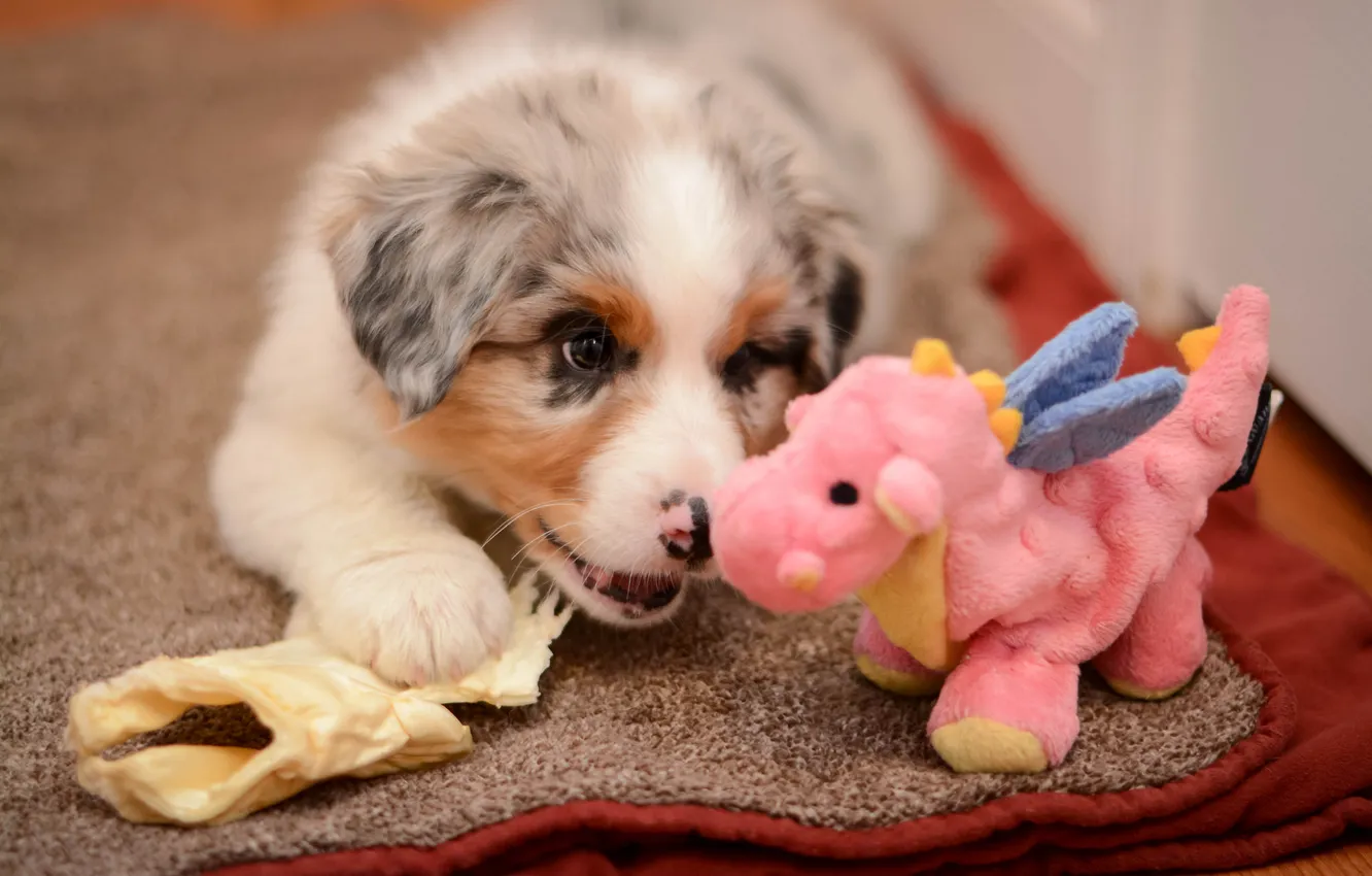 Photo wallpaper toy, dog, puppy