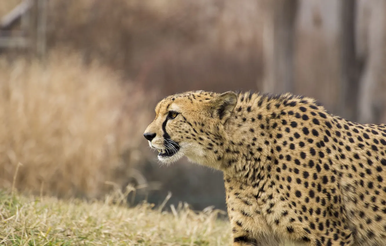 Photo wallpaper grass, Cheetah, beast
