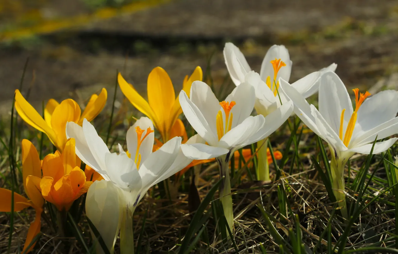 Photo wallpaper flower, spring, Crocus
