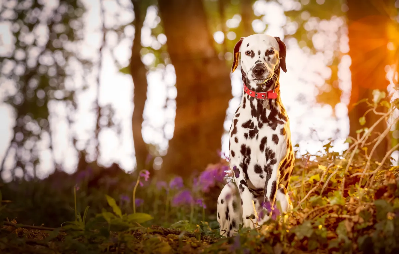 Photo wallpaper puppy, wood, dog, dalmatian
