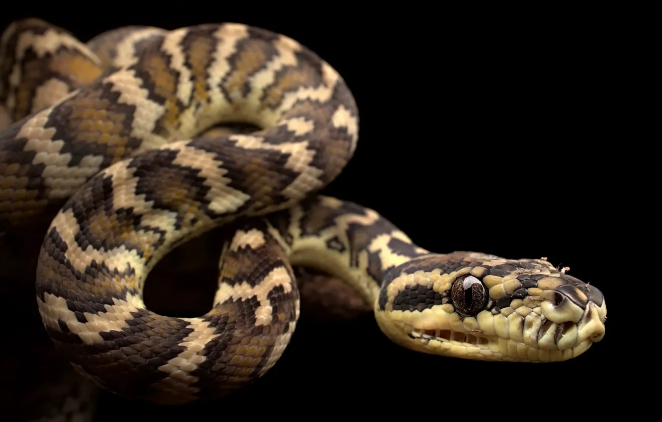 Photo wallpaper snake, Morelia spilota variegata, Darwin Carpet Python