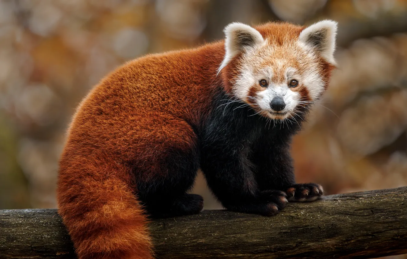 Photo wallpaper trees, tail, red Panda, log, face, red Panda