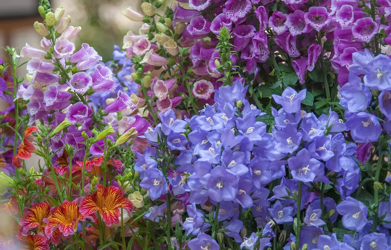 Photo wallpaper bells, digitalis, digitalis, salpiglossis