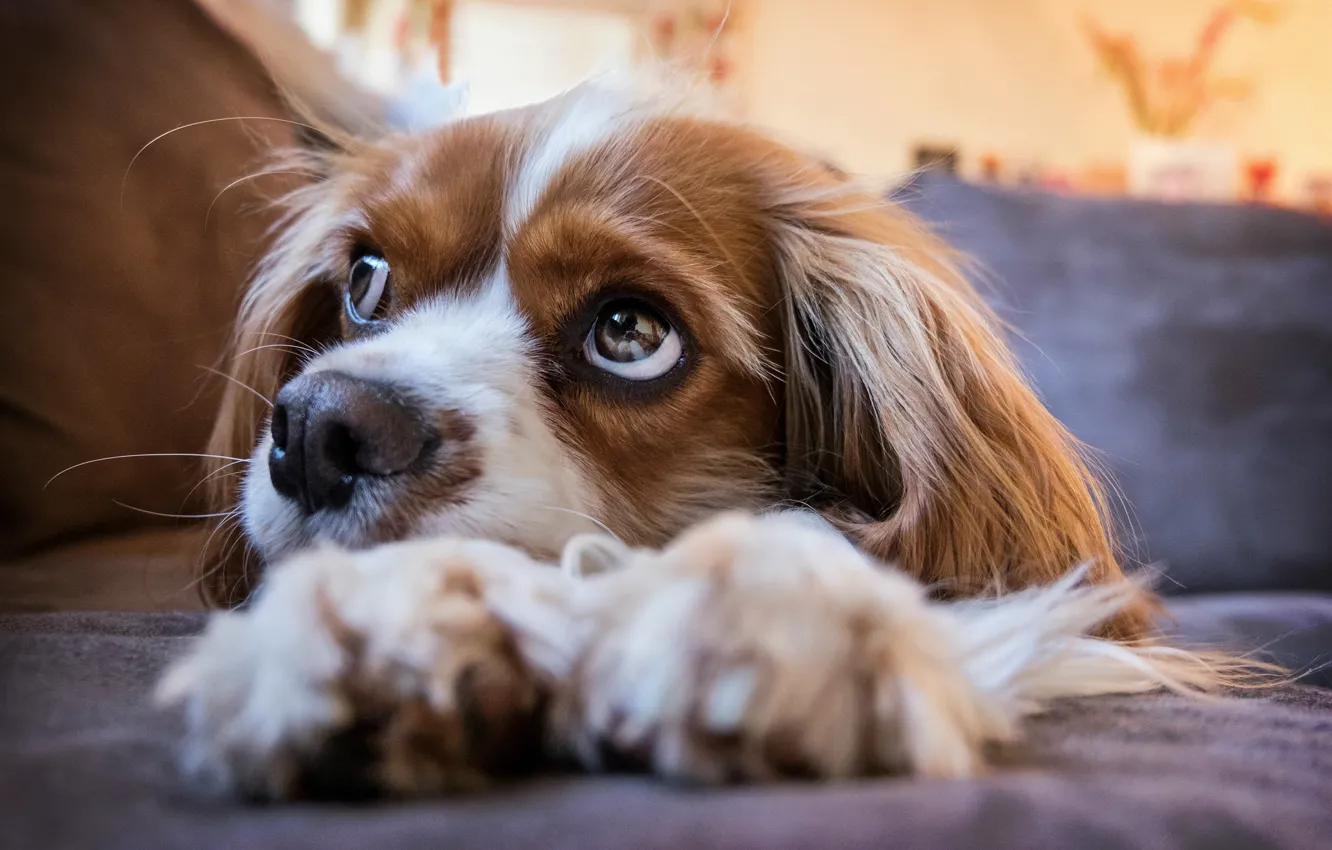 Photo wallpaper puppy, eyes, dog, look, cavalier