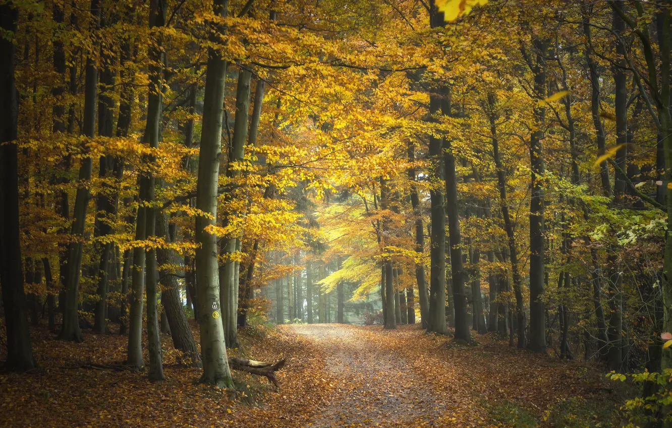 Photo wallpaper road, forest, photo, trunk