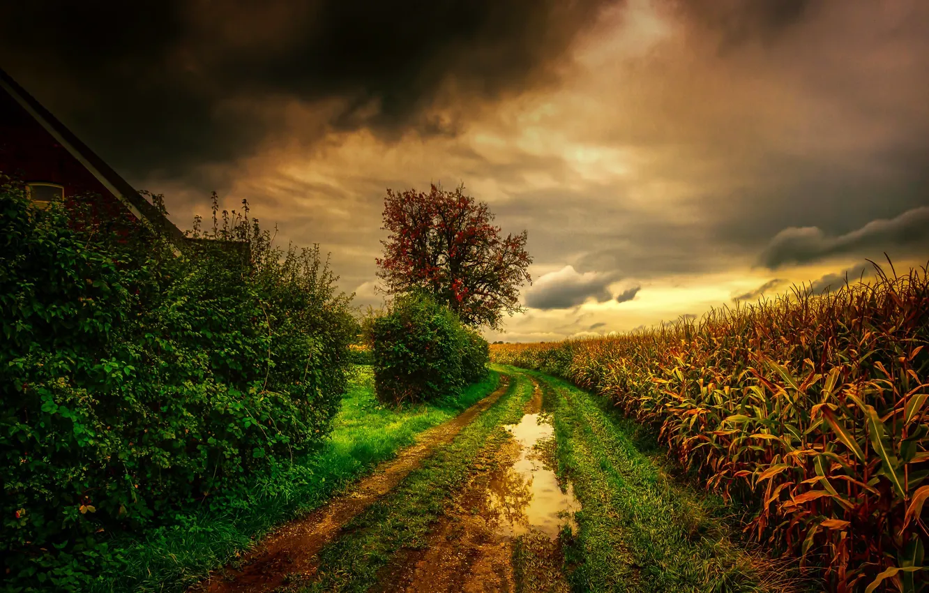 Photo wallpaper road, field, clouds, photo, the evening