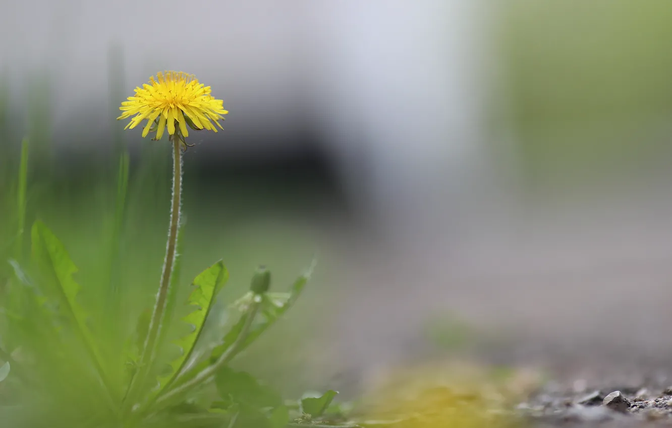 Photo wallpaper background, dandelion, spring