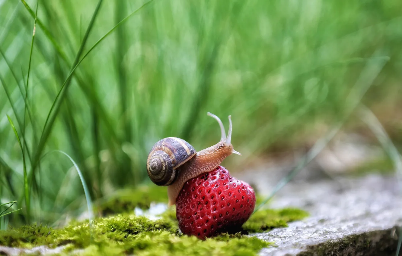 Photo wallpaper grass, photo, snail, strawberry