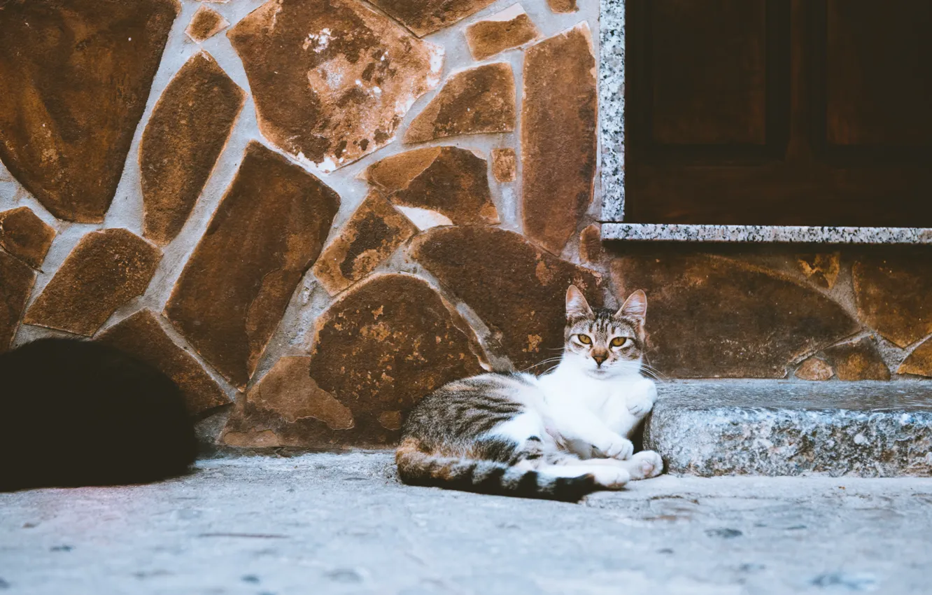 Photo wallpaper cat, cat, street, wool, lies, looks