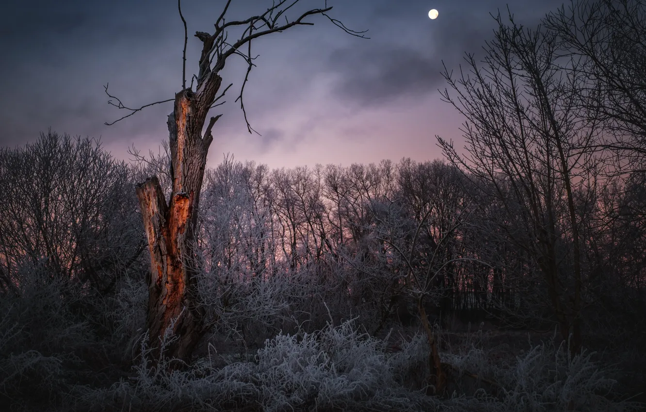 Photo wallpaper forest, nature, the darkness