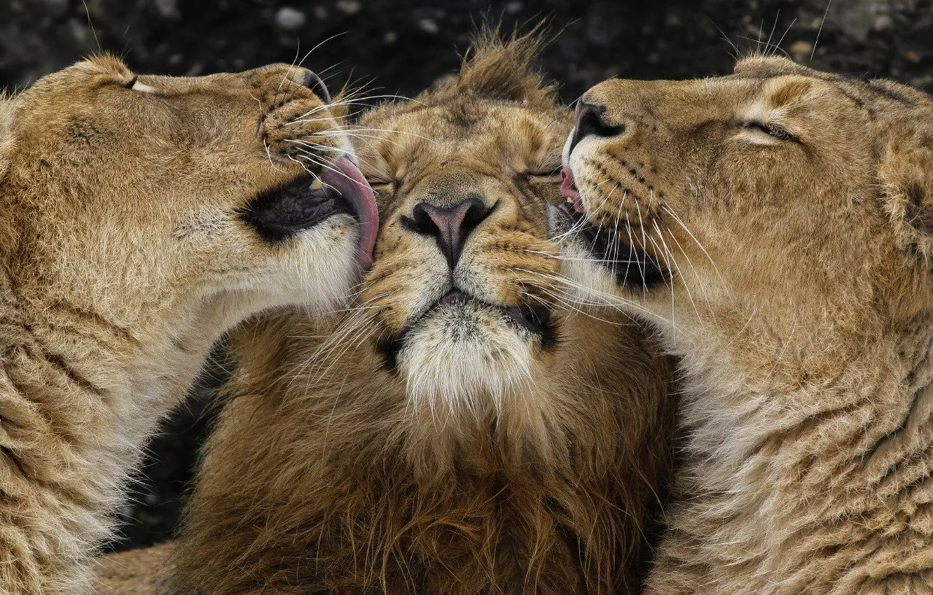 Photo wallpaper love, animal, Africa, Lions, big cats, liones, India.