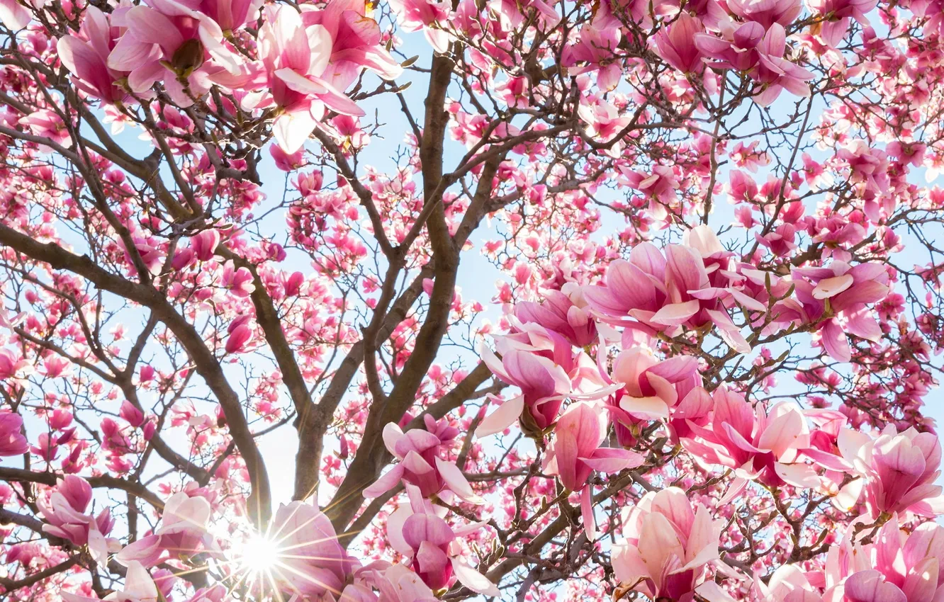 Photo wallpaper flowers, tree, spring, Magnolia