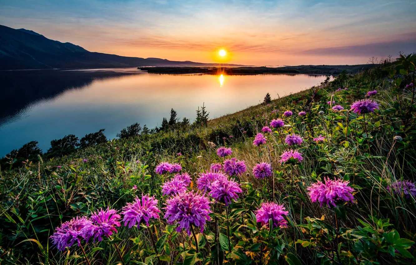 Photo wallpaper summer, the sky, grass, the sun, sunset, flowers, mountains, lake