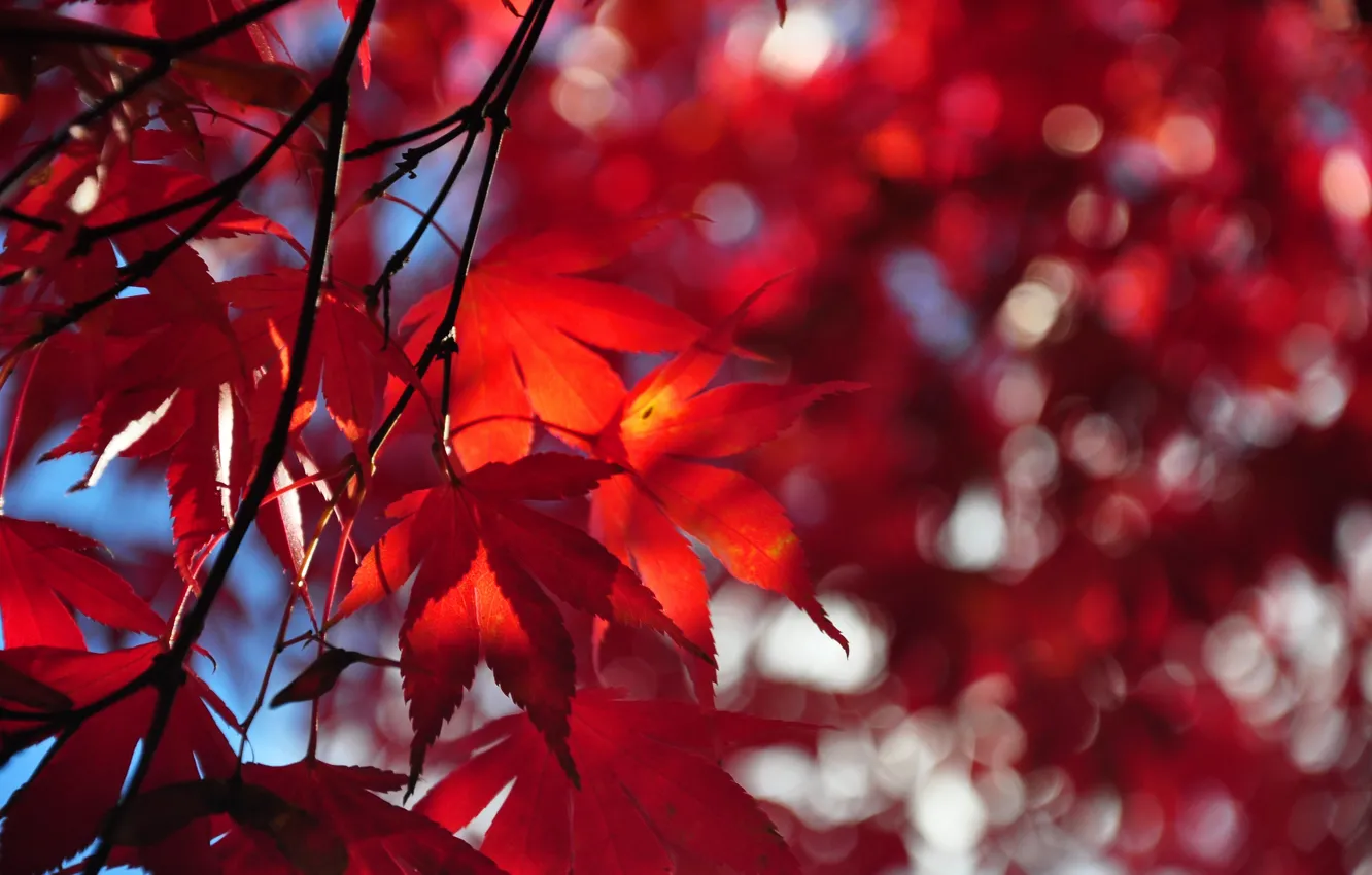Photo wallpaper autumn, the sky, leaves, tree, branch, the crimson