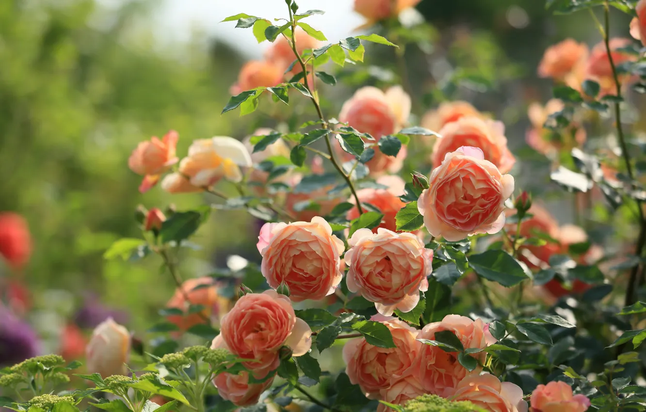 Photo wallpaper roses, buds, rose Bush