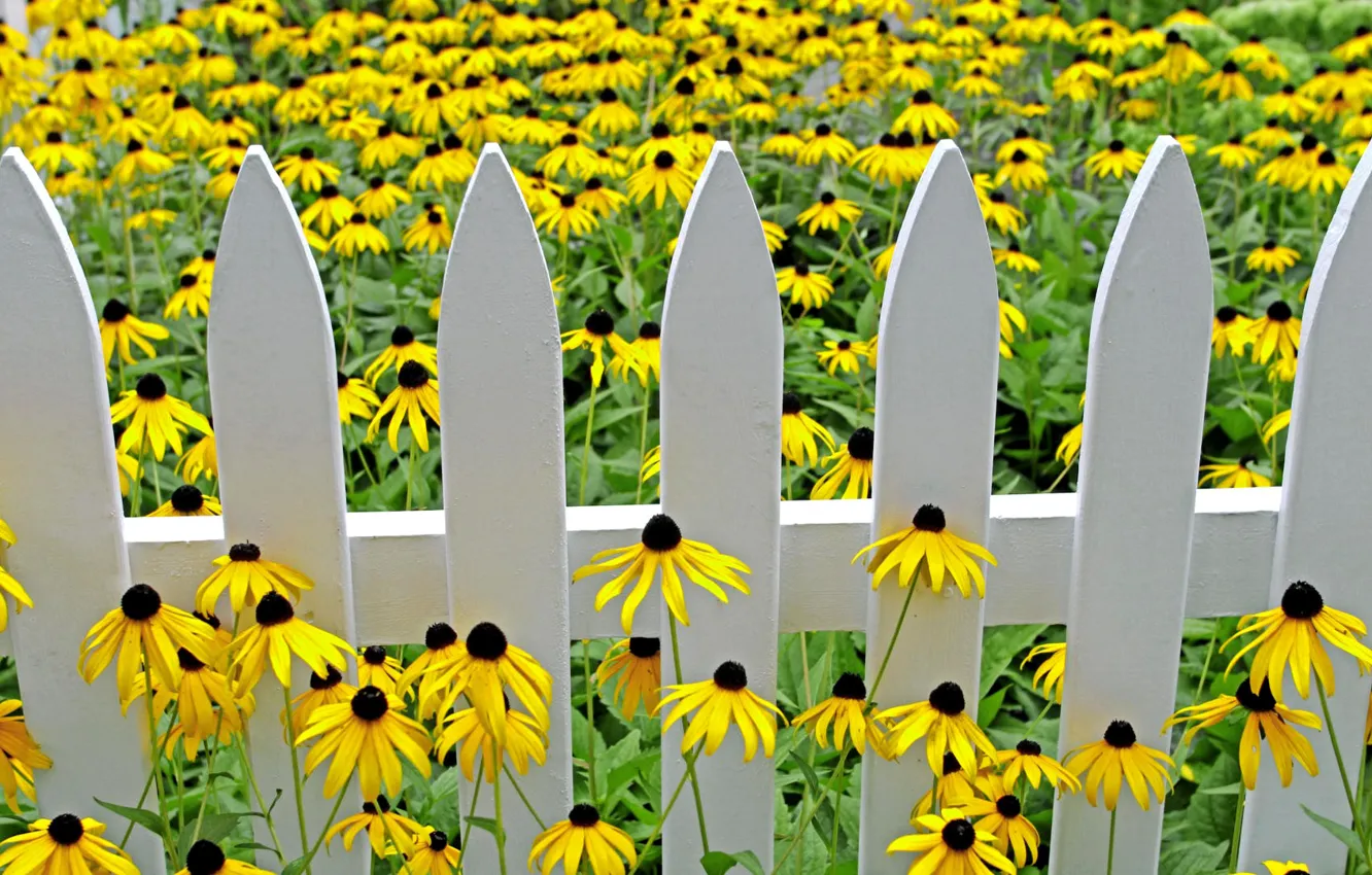 Photo wallpaper petals, garden, meadow, yard, flowerbed