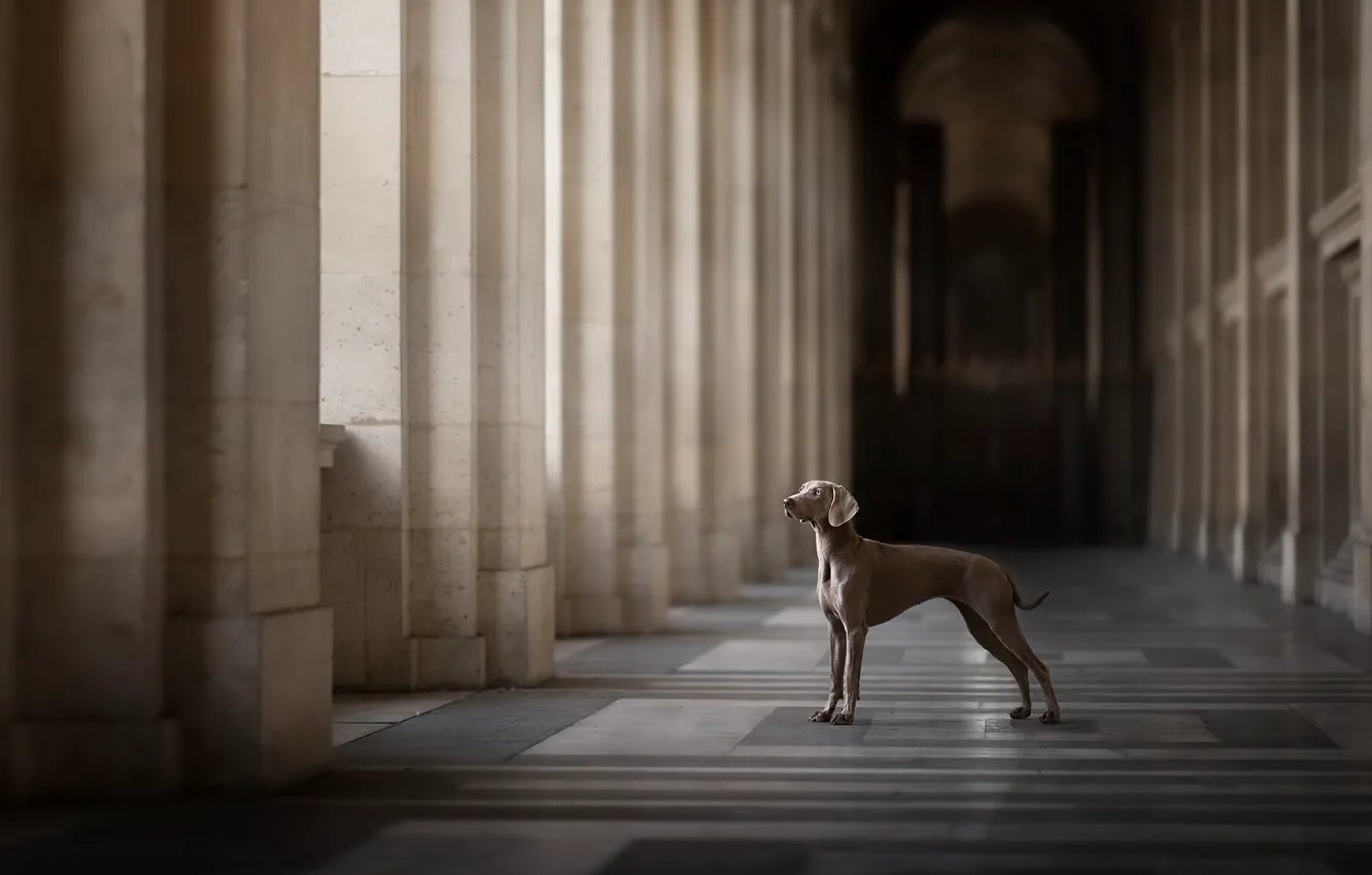 Photo wallpaper the city, each, dog