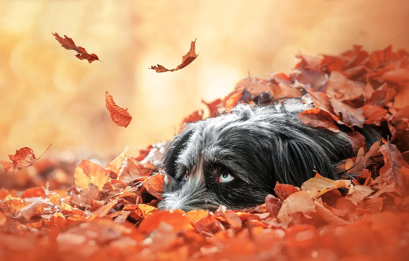 Photo wallpaper autumn, look, face, leaves, foliage, dog