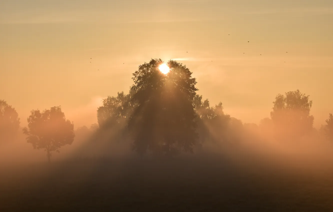 Photo wallpaper sunset, cloud, tree, sun, fog, sunrise, horizon