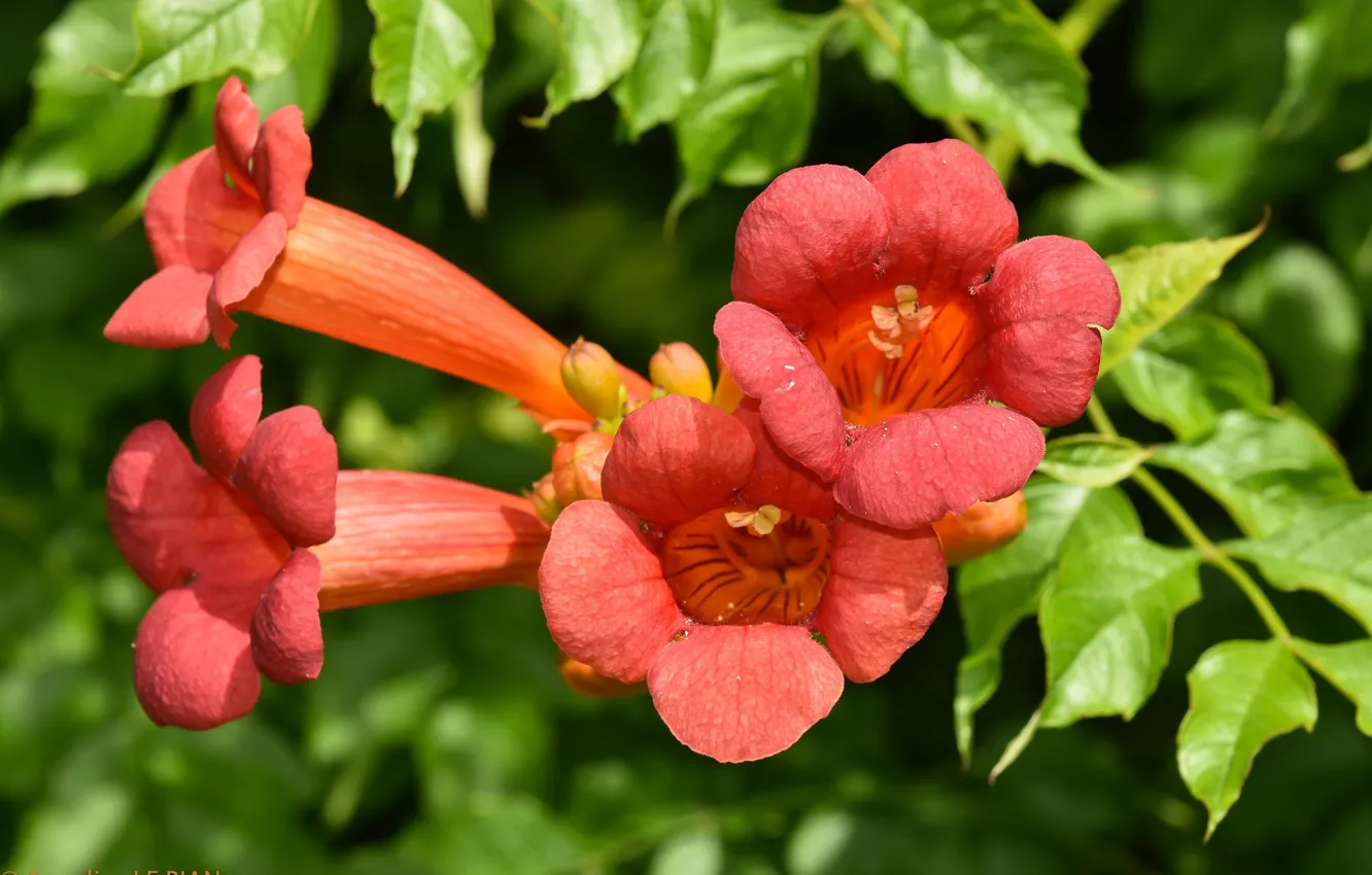 Photo wallpaper summer, flowers, orange, pipe