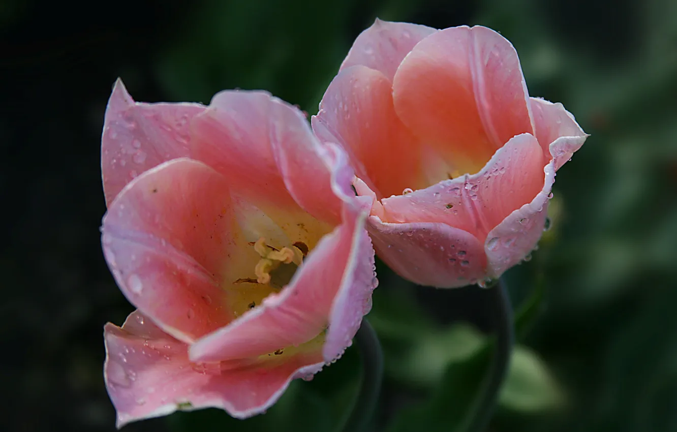 Photo wallpaper water, drops, macro, Rosa, petals, tulips