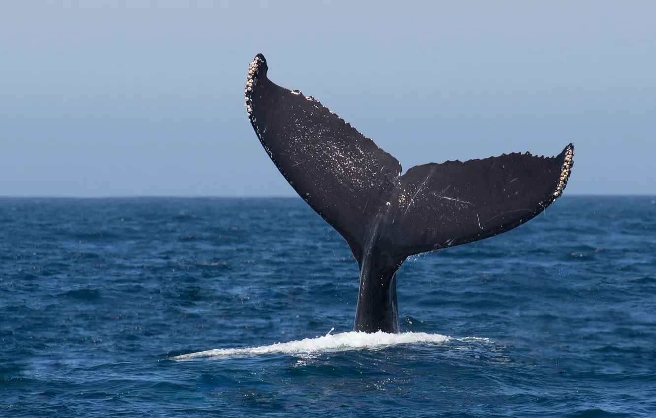 Photo wallpaper ocean, jumping, whale, humpback, fluke