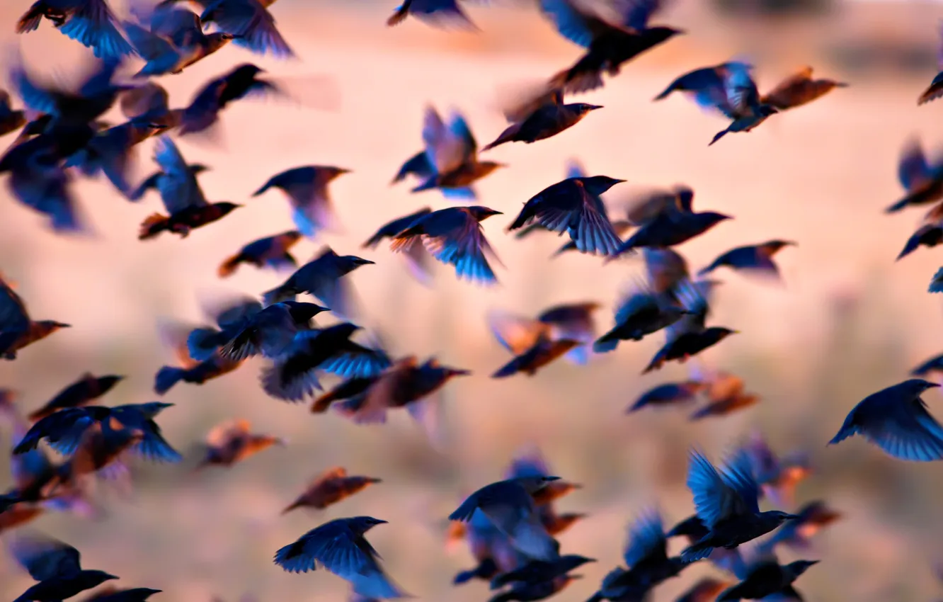 Photo wallpaper flight, nature, animal, a flock of birds