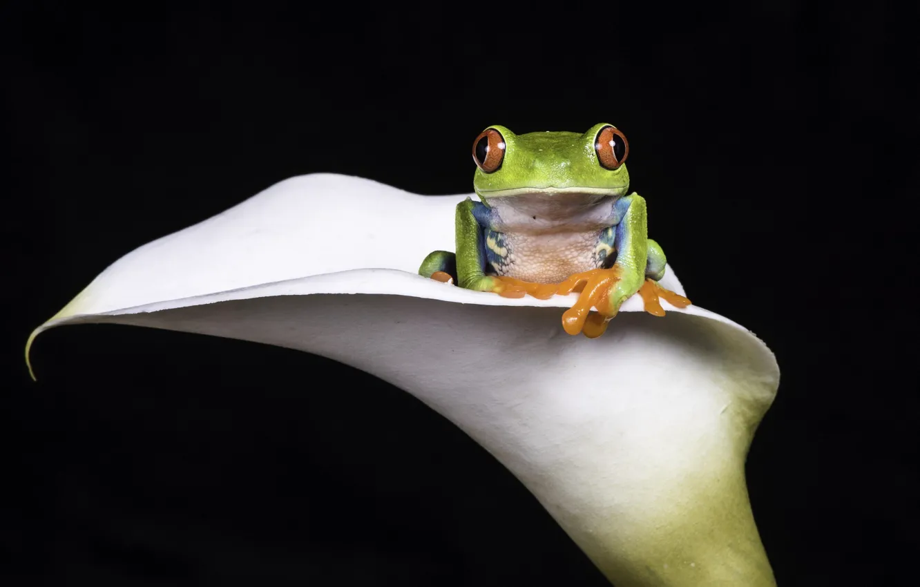 Photo wallpaper flowers, frog, Agalychnis callidryas