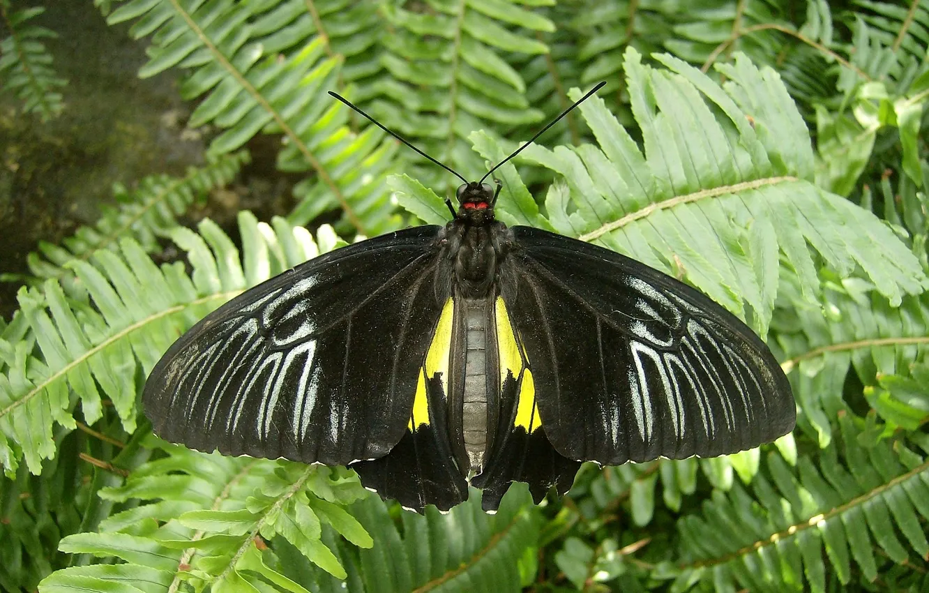 Photo wallpaper butterfly, fern, kpylya