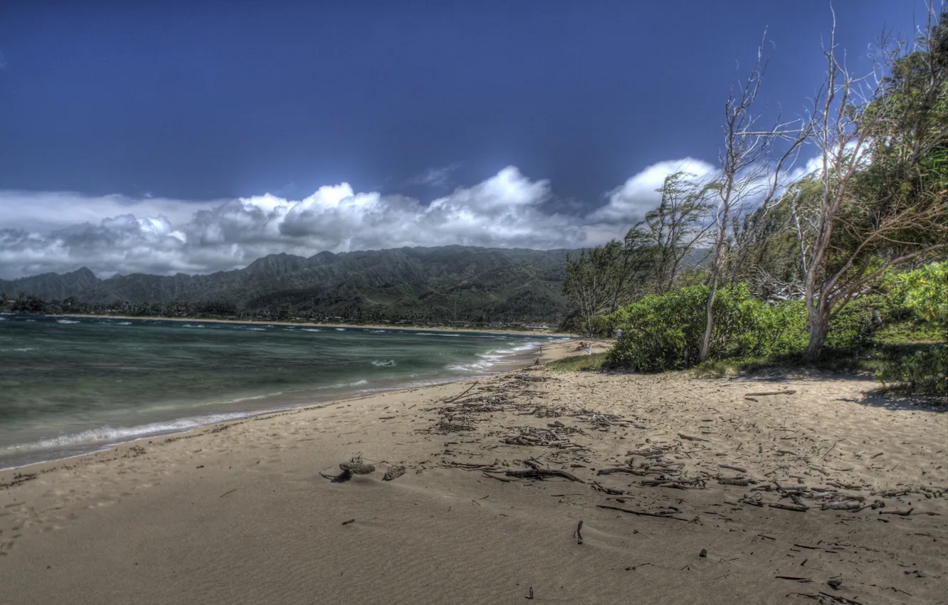 Photo wallpaper beach, trees, the wind, Hawaii