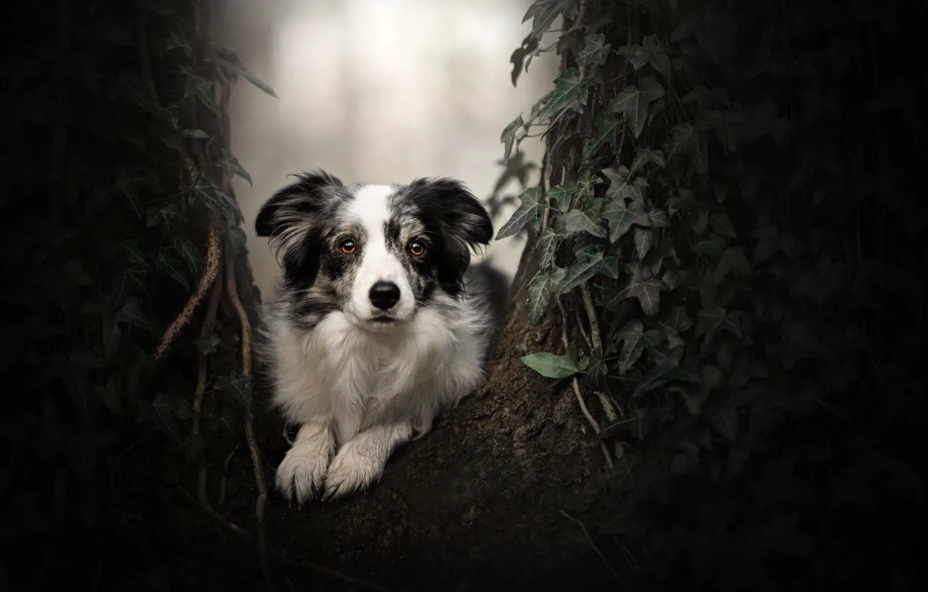 Photo wallpaper look, tree, portrait, dog, ivy, The border collie