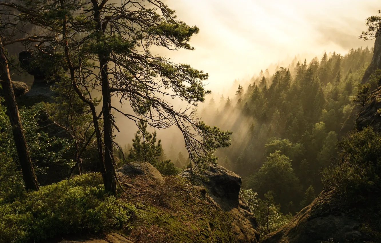 Photo wallpaper forest, trees, fog, Germany, Germany, Saxon Switzerland, Saxon Switzerland, Elbe Sandstone mountains