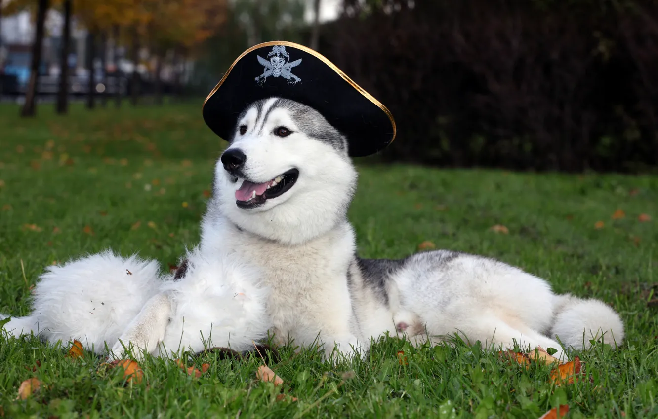 Photo wallpaper Wallpaper, dog, hat, husky