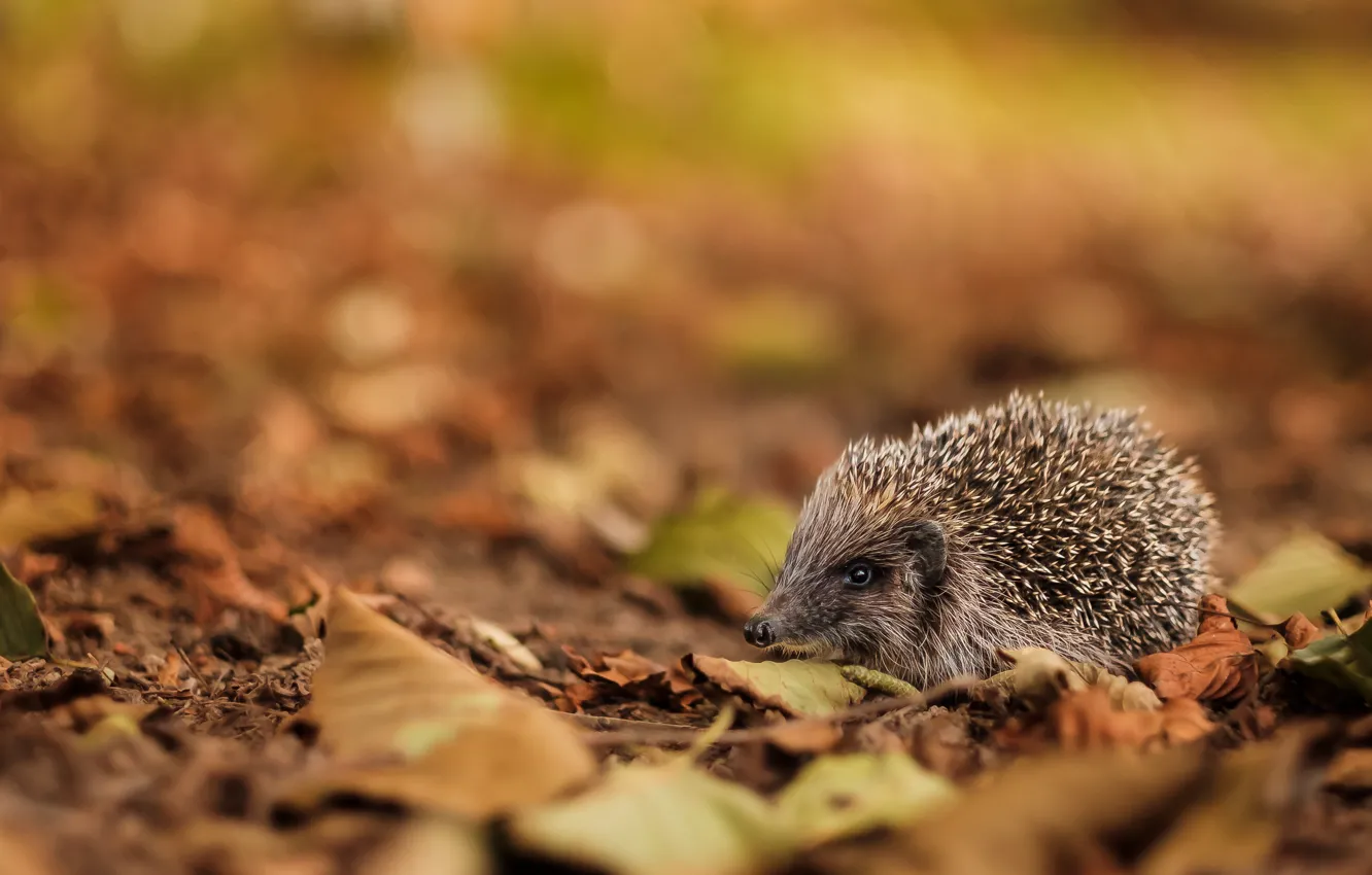 Photo wallpaper walk, bokeh, autumn leaves, autumn, hedgehog
