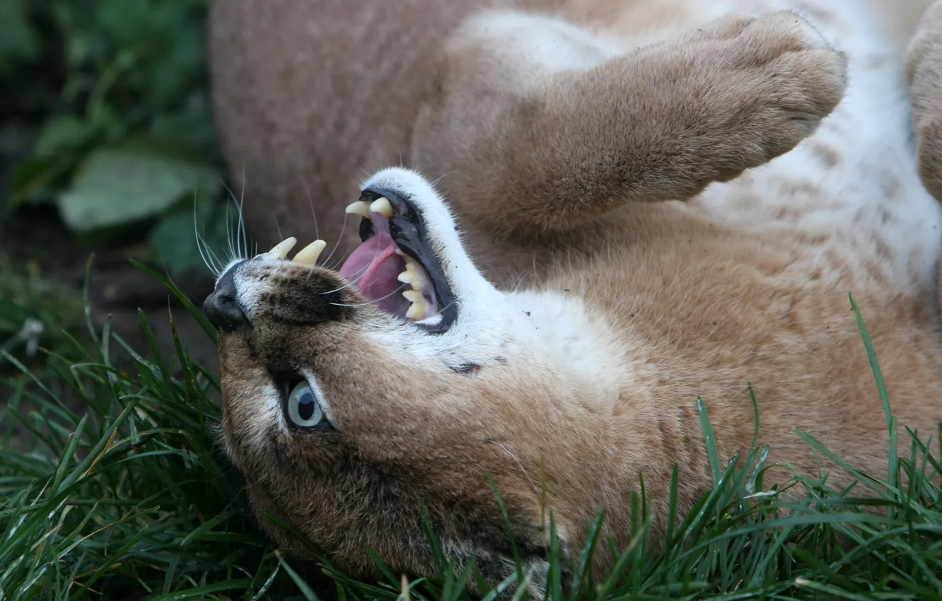Photo wallpaper cat, grass, face, fangs, Caracal, steppe lynx