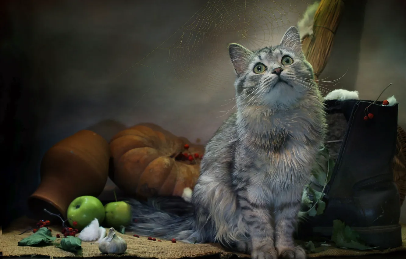 Photo wallpaper cat, cat, look, leaves, animal, apples, web, pumpkin