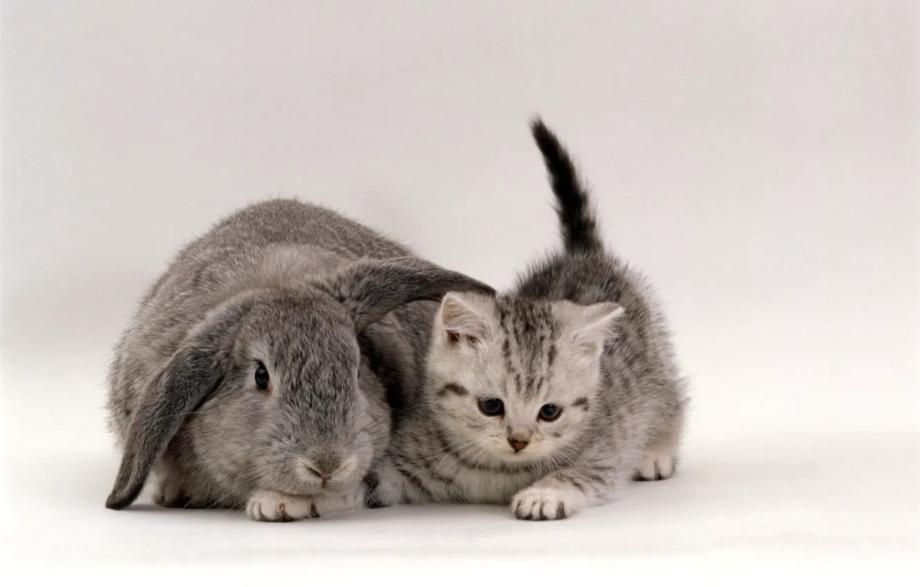 Photo wallpaper grey, rabbit, kitty