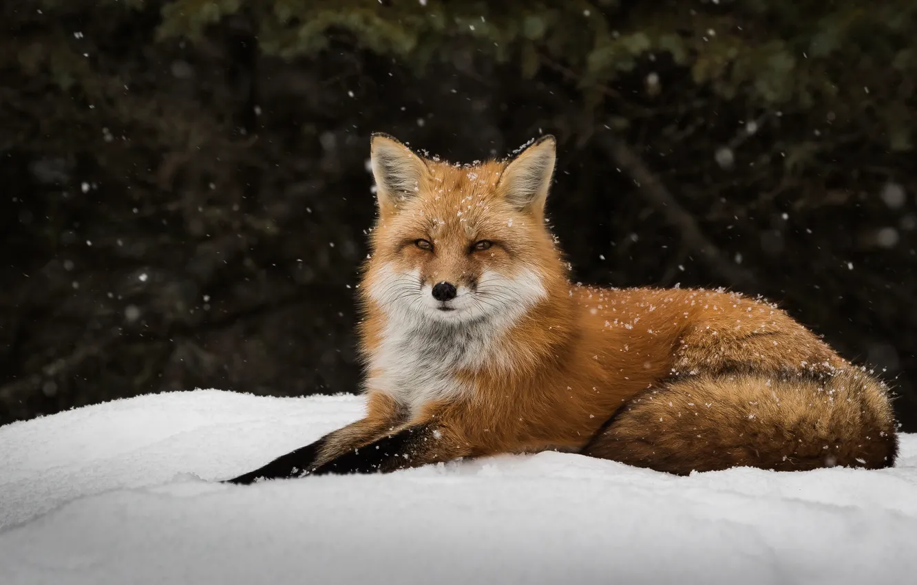 Photo wallpaper snow, Fox, forest, wildlife