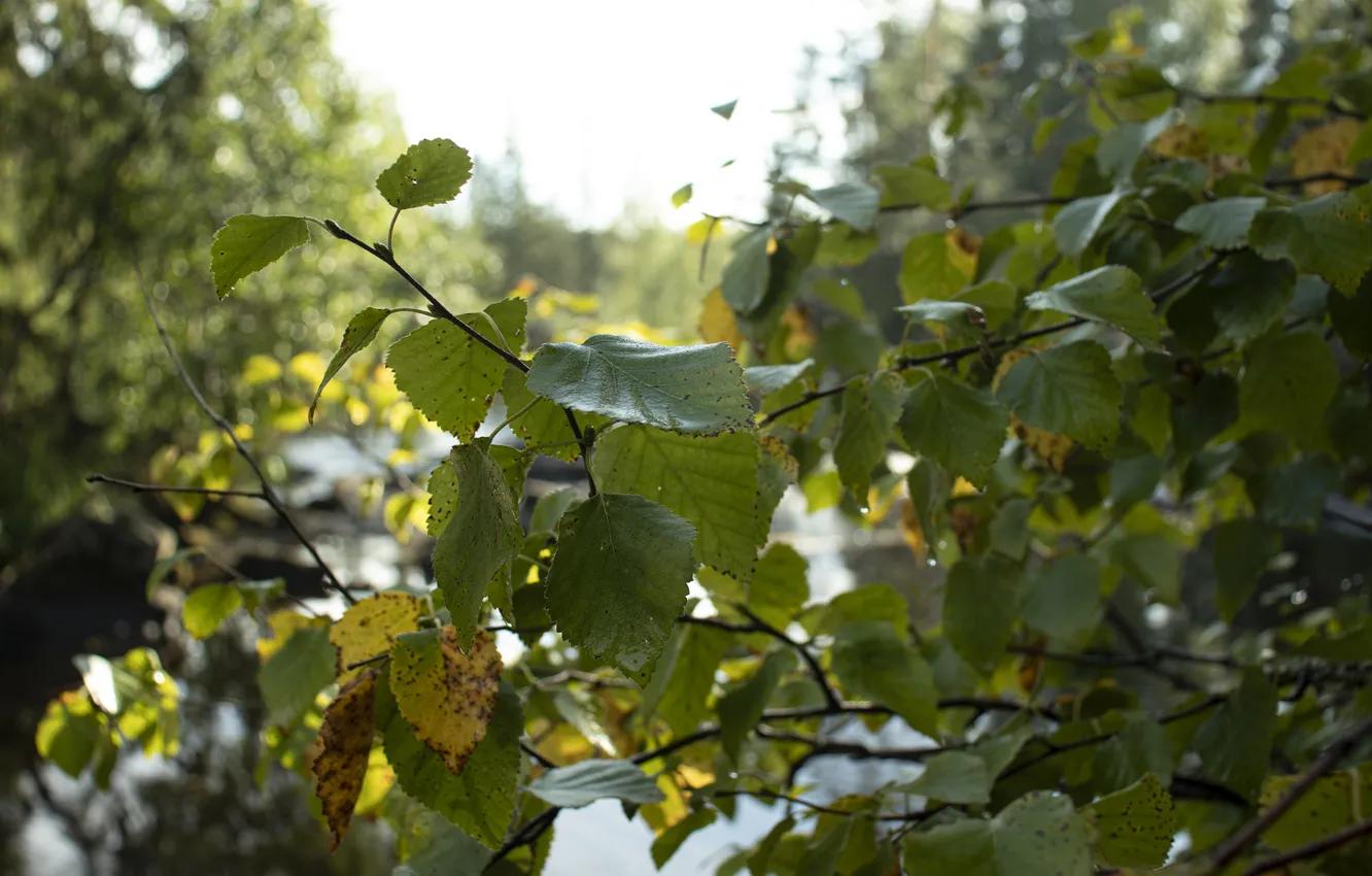 Photo wallpaper leaves, trees, nature, Archanicum, Canon 200D