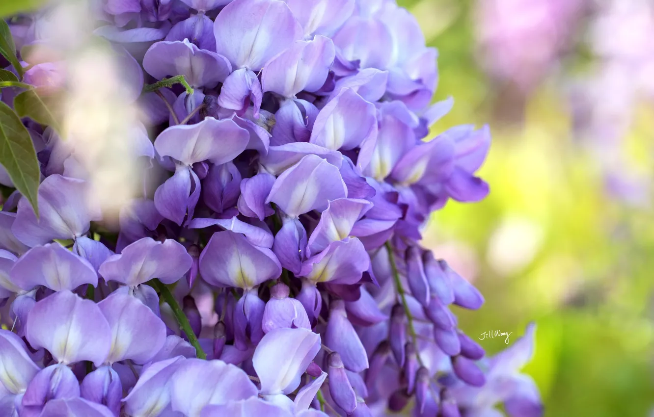 Photo wallpaper macro, Wisteria, Wisteria