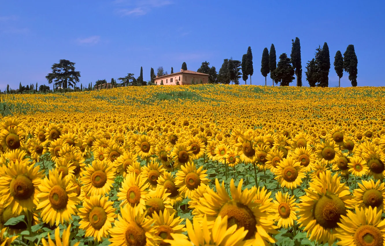 Photo wallpaper field, the sky, trees, flowers, house, hills, sunflower, Italy